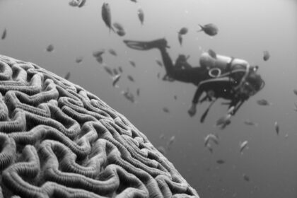 Photo cognitive science consciousness