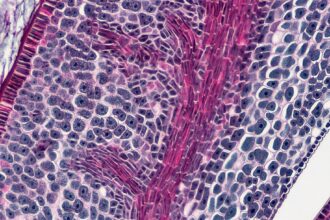 Photo Suprachiasmatic Nucleus