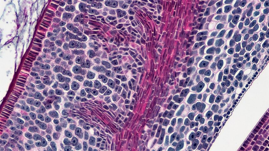 Photo Suprachiasmatic Nucleus