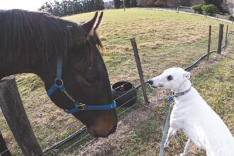 Photo Selective attention training