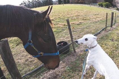 Photo Selective attention training