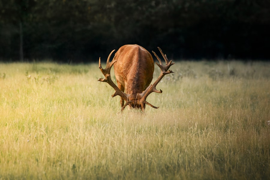 compulsive why hunting