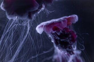 Photo calm nervous system