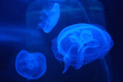 Photo brain computer interface telepathy