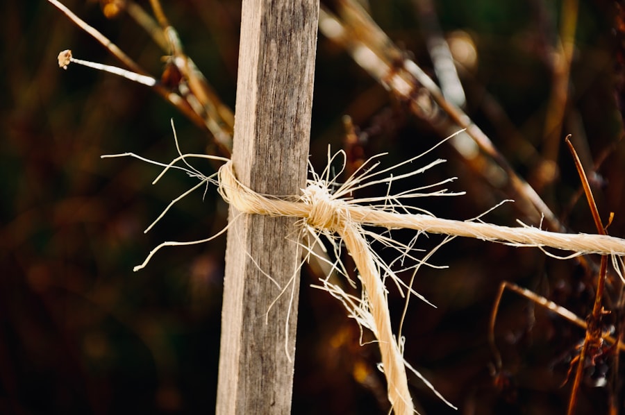 Photo vagus nerve regulation