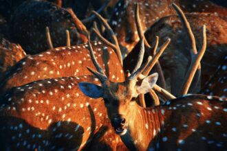 Photo compulsive why hunting