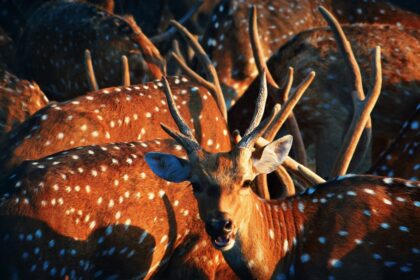 Photo compulsive why hunting
