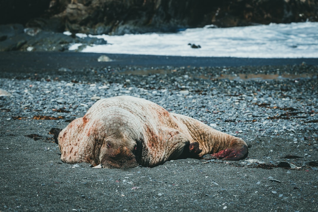 Understanding Compassion Fatigue Burnout