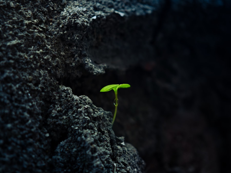 Photo spiritual growth