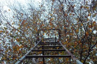 Photo self soothing ladder