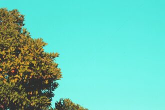 Photo reparenting yourself