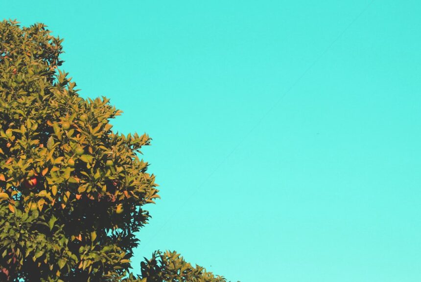 Photo reparenting yourself