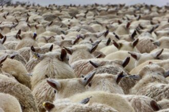 Photo security attachment