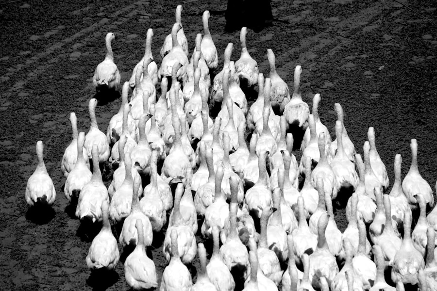 Photo cults manipulate belonging