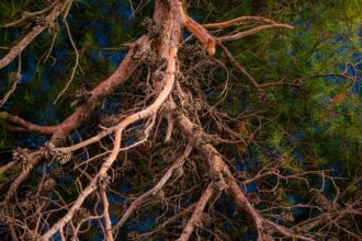 Photo nervous system health