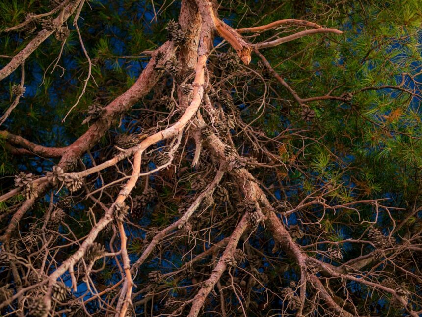 Photo nervous system health