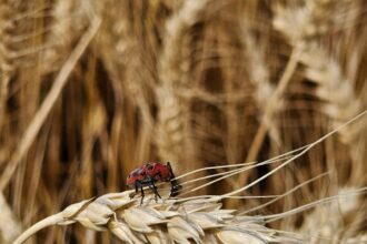 Photo narcissistic harvest