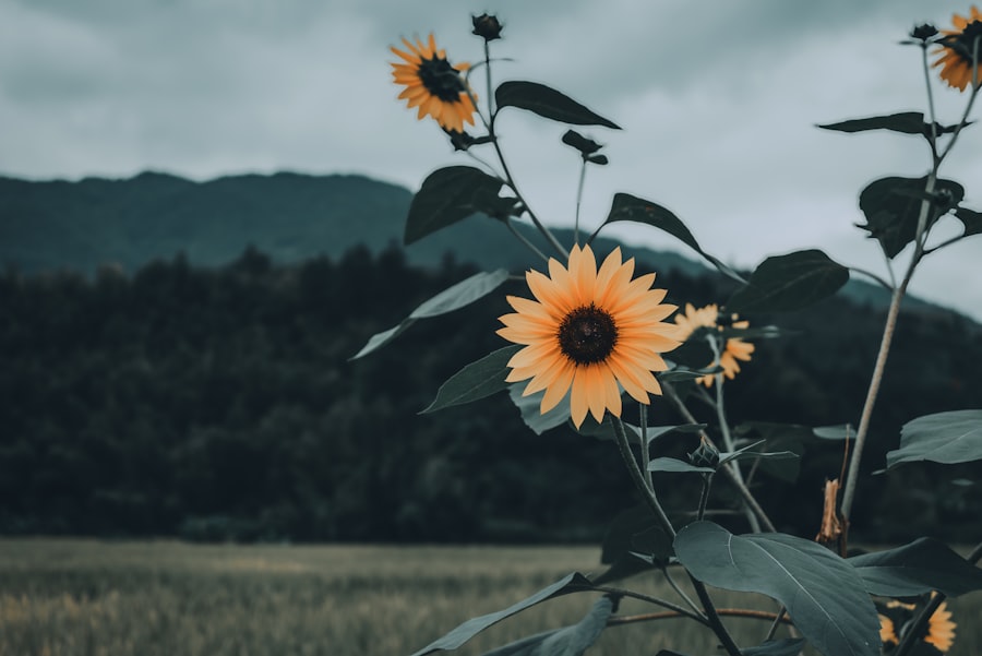 Photo narcissistic harvest