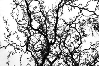 Photo neuroplasticity