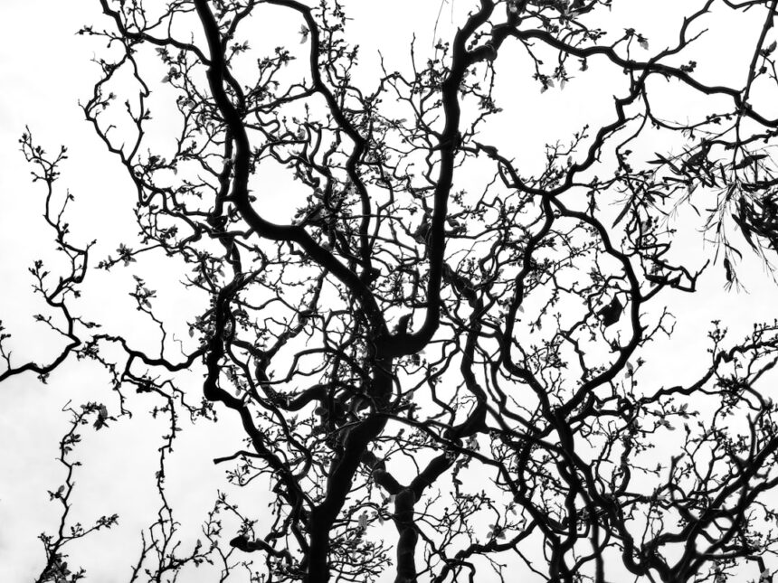 Photo neuroplasticity