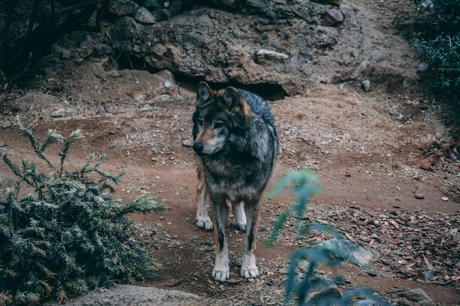 lone wolf personality psychology