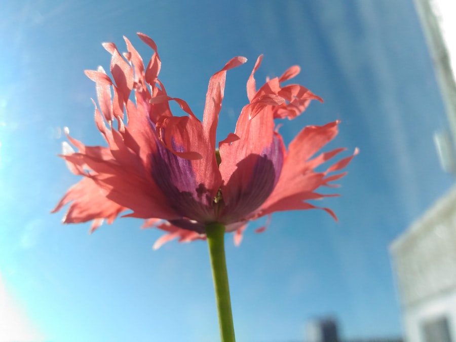 overcome tall poppy syndrome