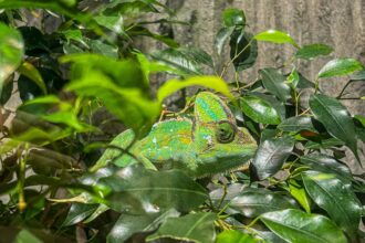 Photo social chameleon