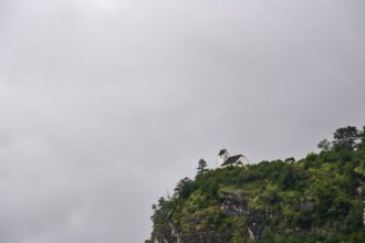 Photo pete walker fawn response