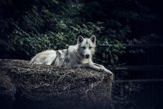 Photo lone wolf personality psychology