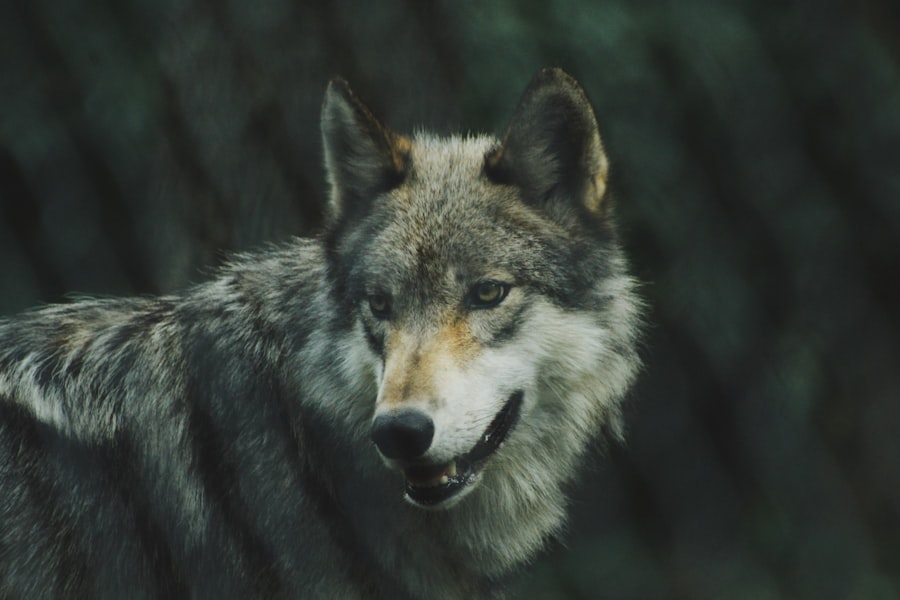Photo lone wolf personality psychology