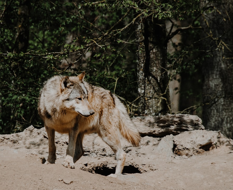 Photo stop being a lone wolf