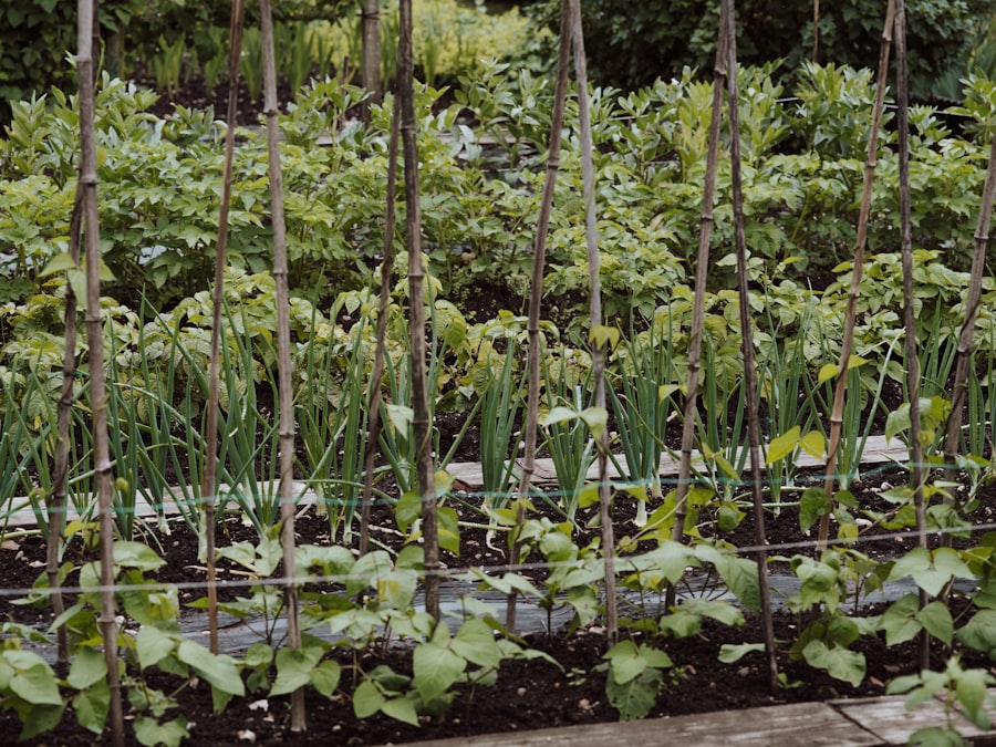 Photo self-sufficiency