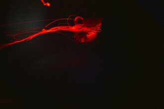 Photo nervous system repatterning