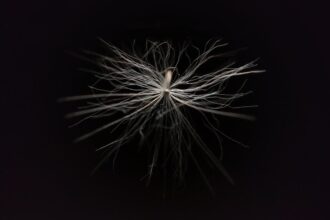 Photo regulate nervous system