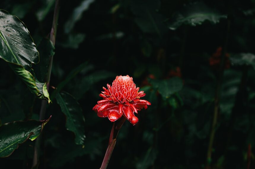 Photo overcome tall poppy syndrome