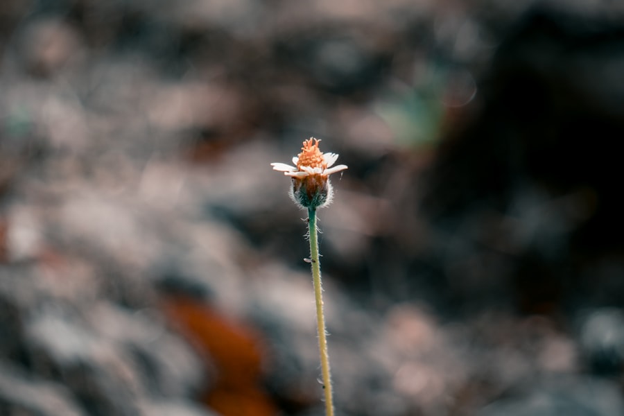 Photo overcome tall poppy syndrome