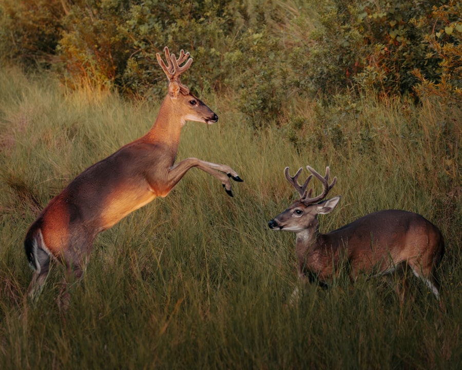 Photo exploitation dynamics