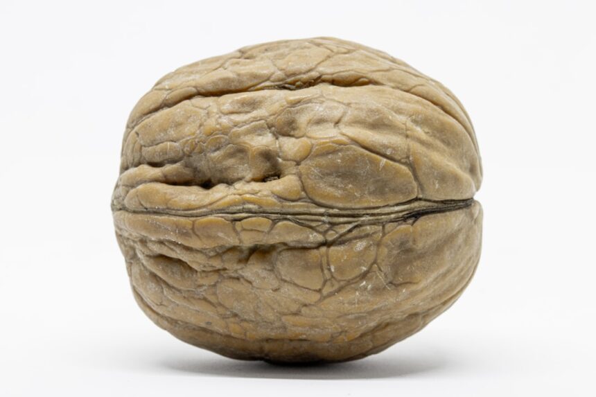 Photo feed the brain safety evidence