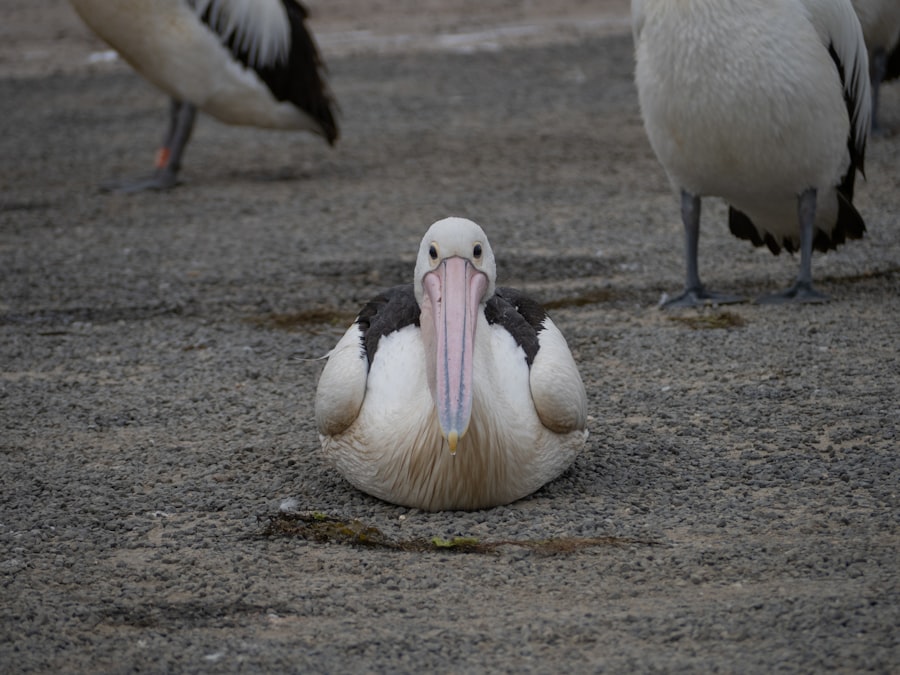 Photo tongue position