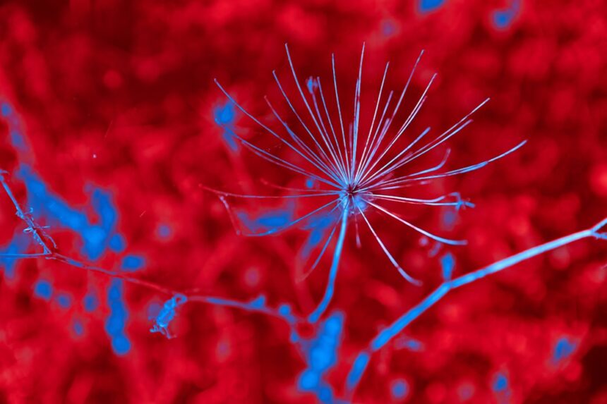 Photo mirror neurons trauma response