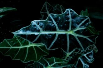 Photo amygdala spikes