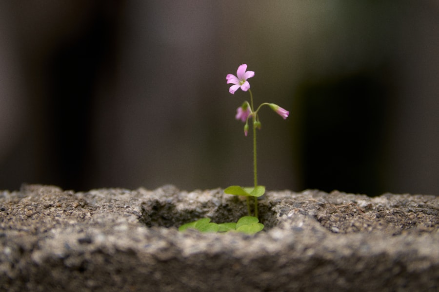 post traumatic growth