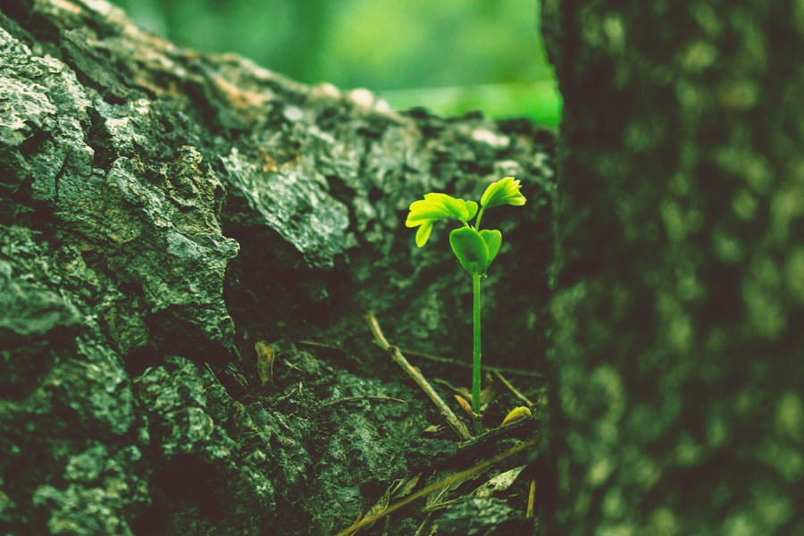 post traumatic growth