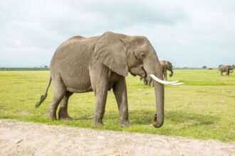 Photo elephant p53 gene analogy