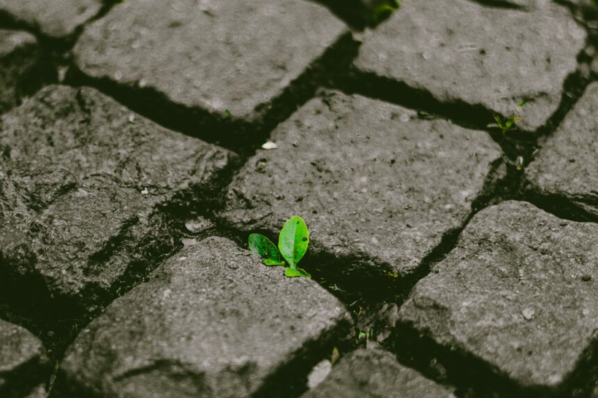 Photo post traumatic growth