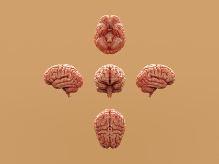 Photo rewired brain