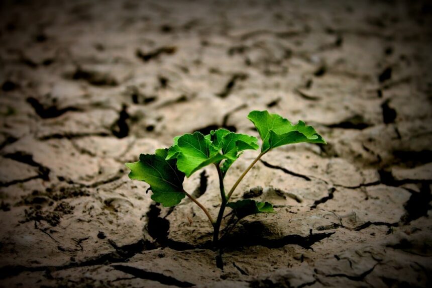 Photo post traumatic growth