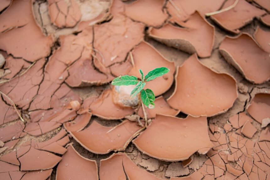Photo traumatic growth