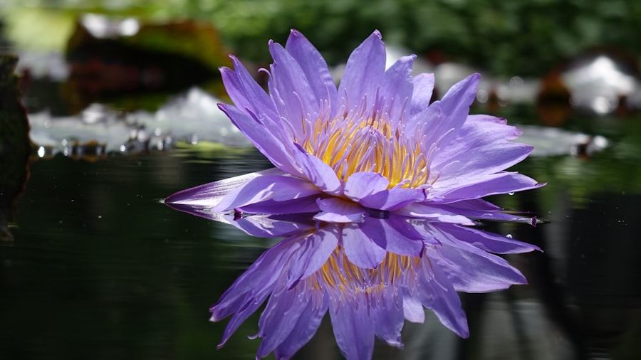 reflection