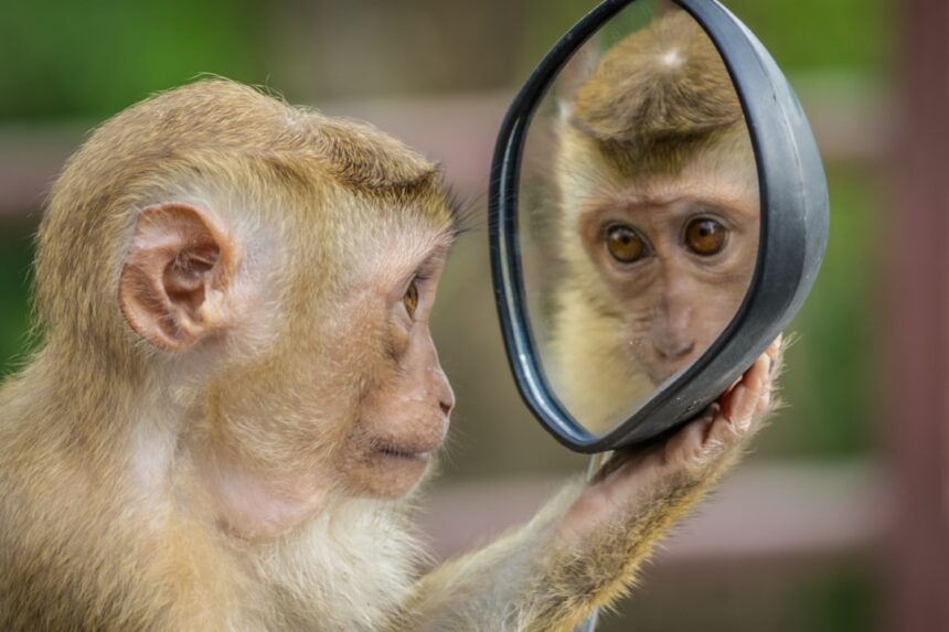 Photo ruminating